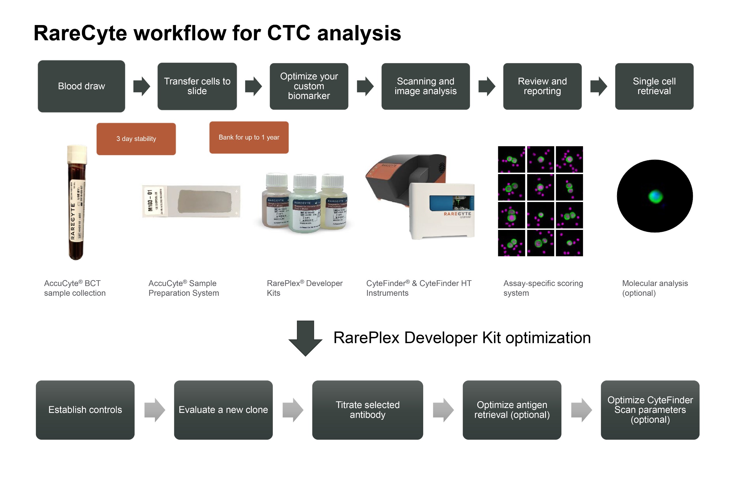 RareCyte Workflow for CTC analysis